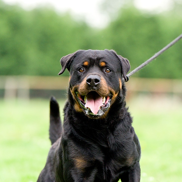 Rottweiler dog on leash, symbolizing a dog bite lawyer in Southern California